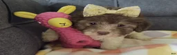 Maltipoo dogs for sale: Birdie  - Ad 4