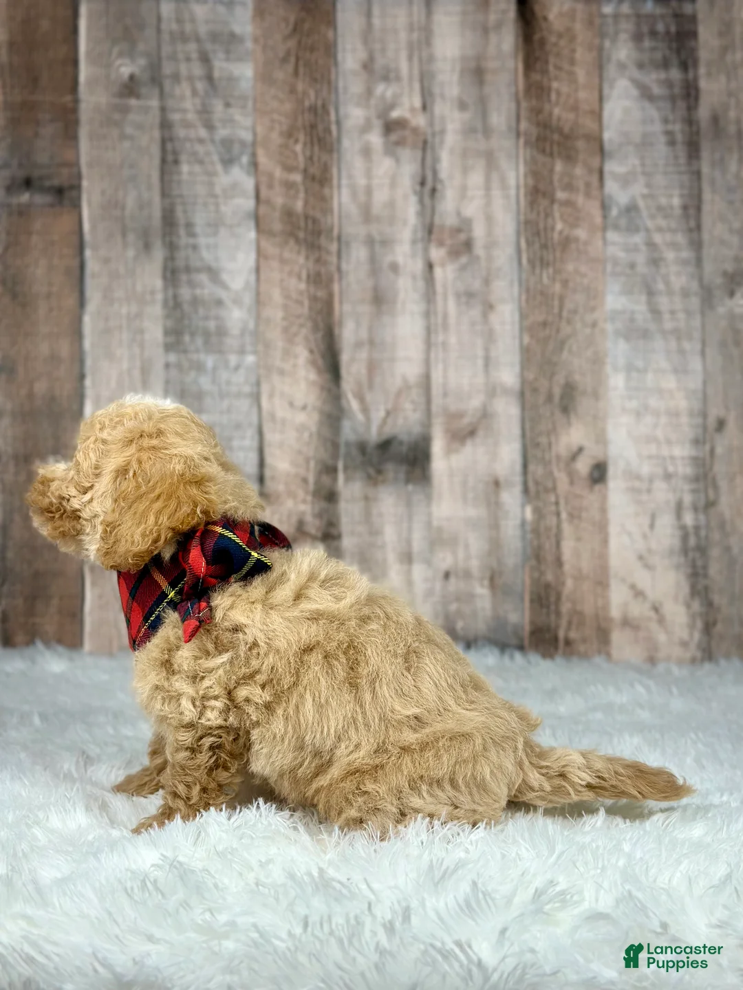 Bichpoo dogs for sale: Boy Eli - 8340 - Ad 16