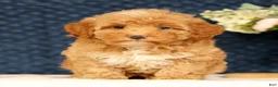 Havapoo dogs for sale: Hazel - Ad 4
