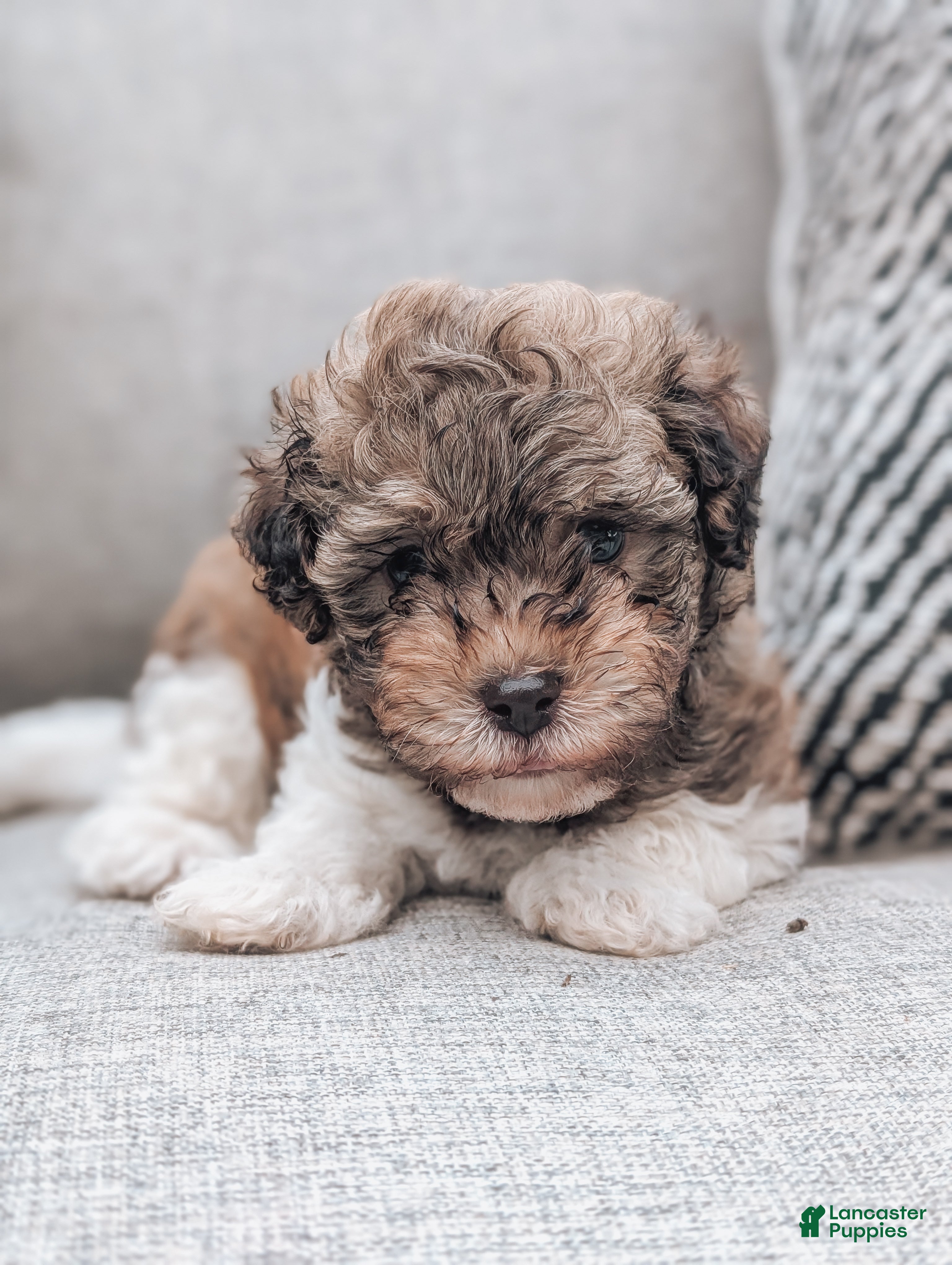 Havanese dogs Tommy - Ad 2