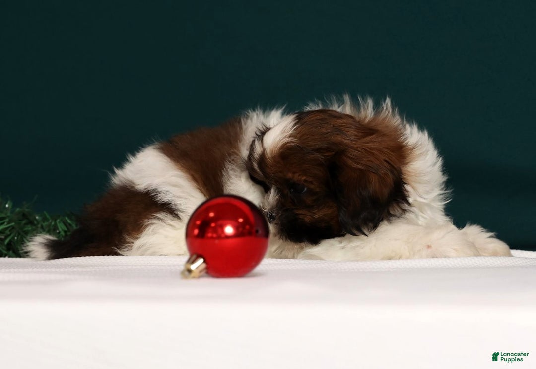 Shih Tzu dogs for sale: Donnie - Ad 3