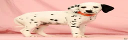 Dalmatian dogs for sale: Lexie - Ad 5