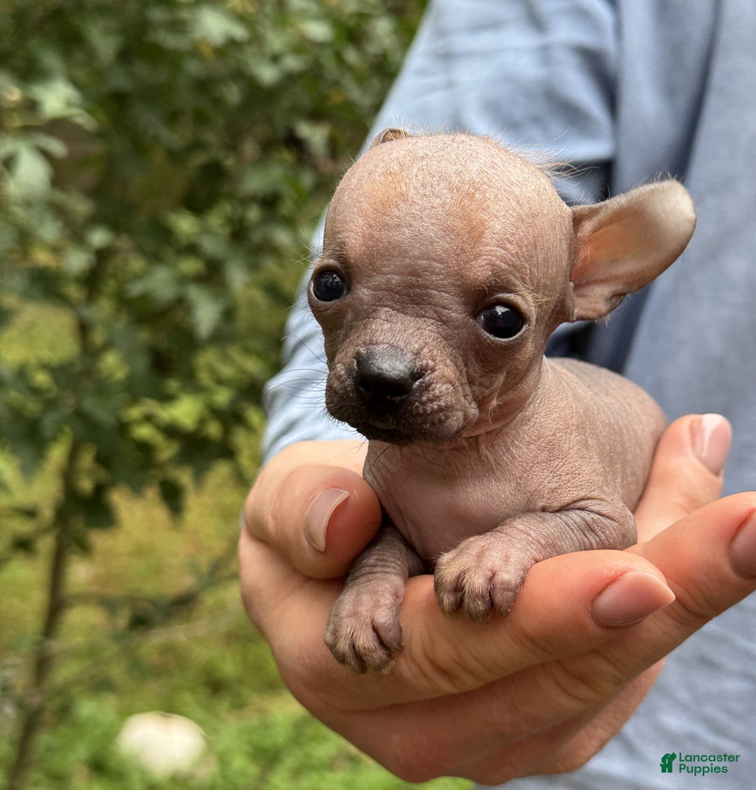 Mixed Breed dogs for sale: Cleopatra  - Ad 62