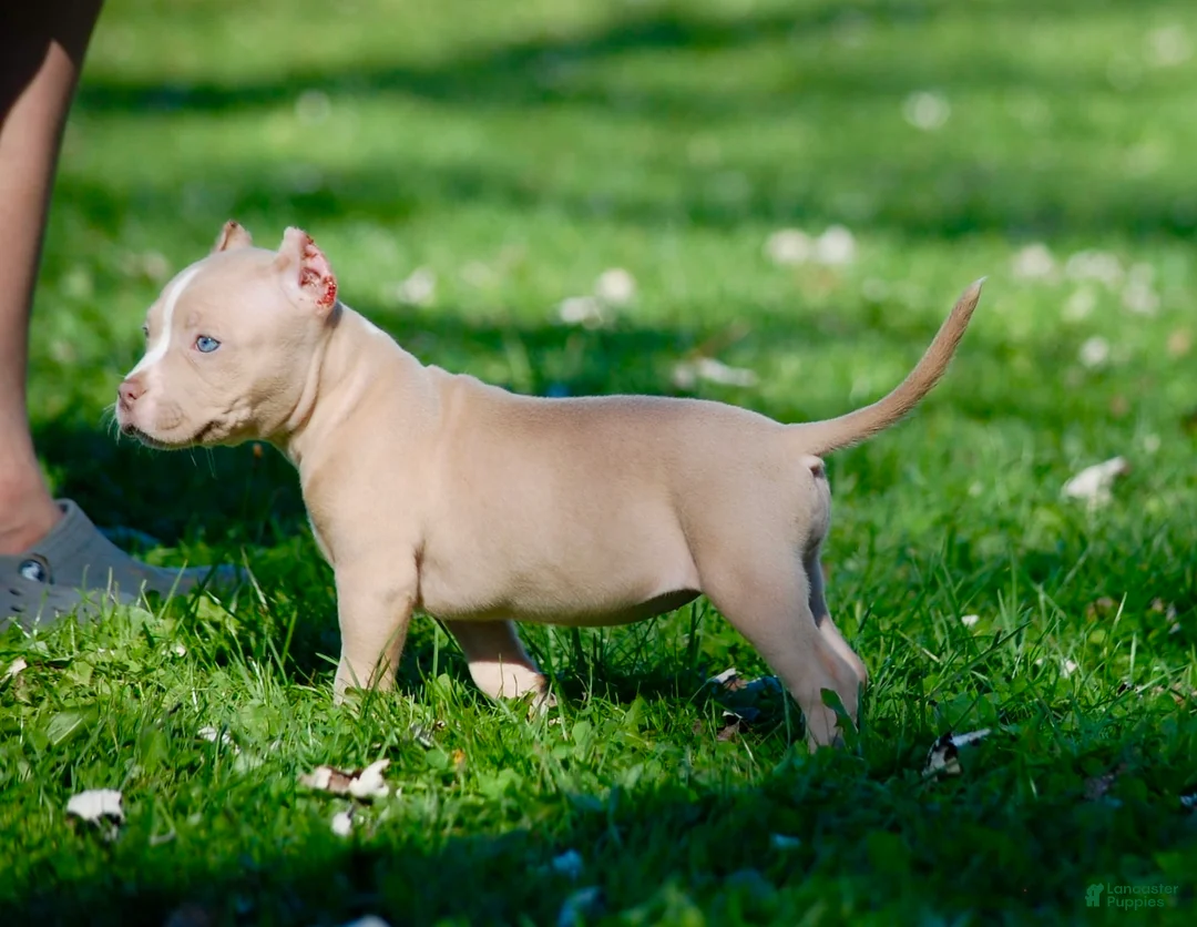 American Bully dogs for sale: Fawn Female 1 - Ad 2