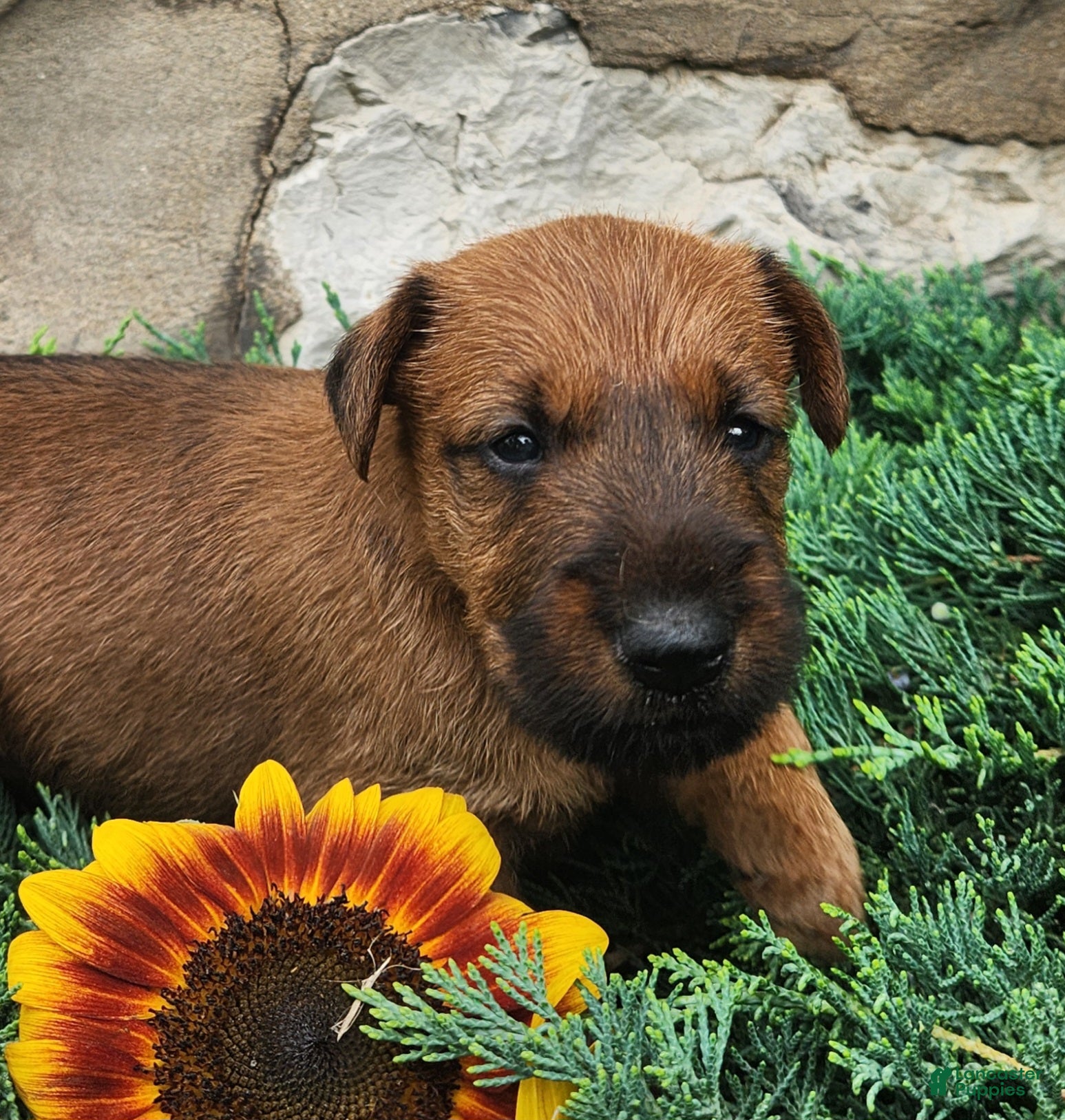 Irish Terrier dogs Ripley - Ad 2