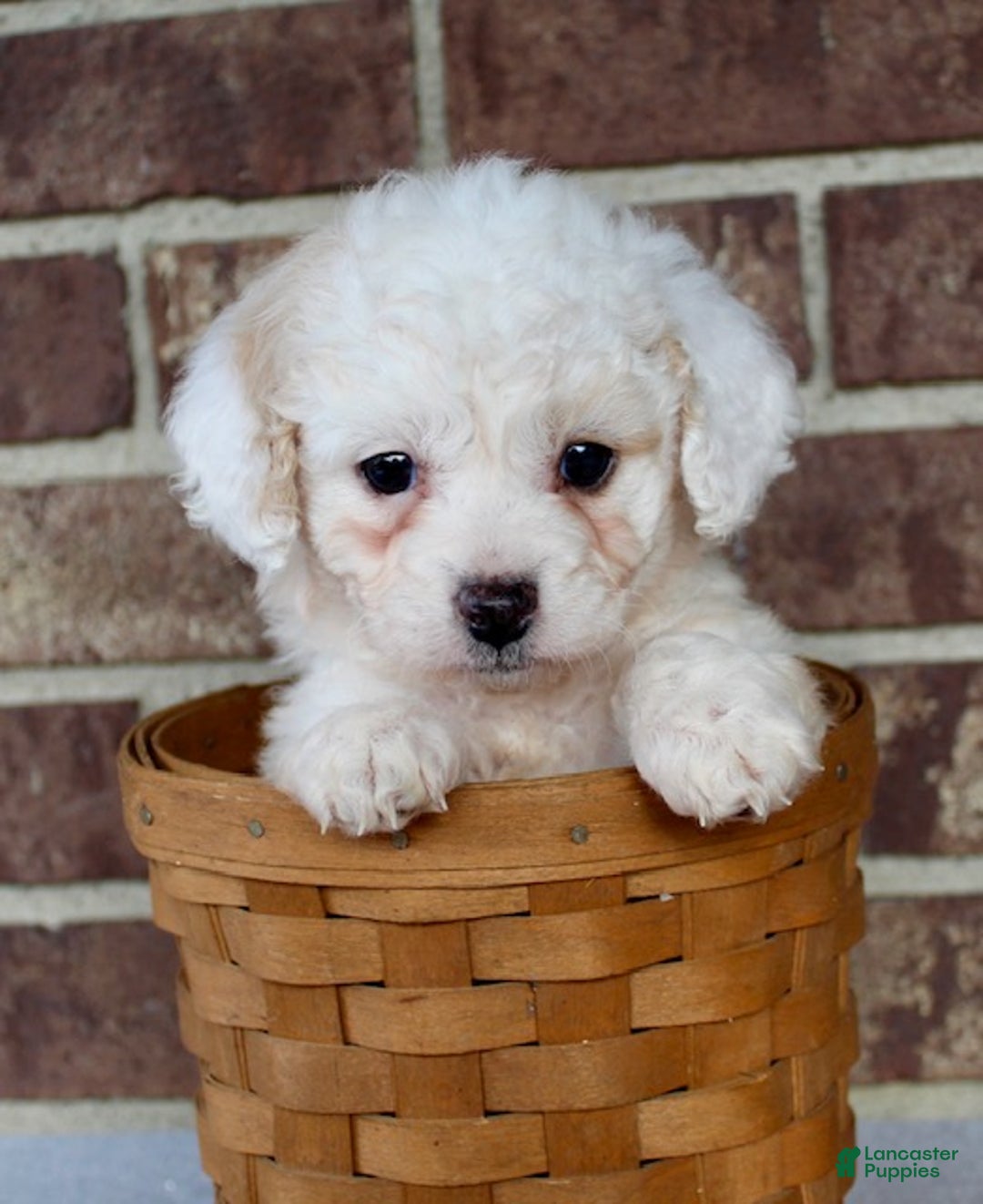 Miniature Poodle dogs for sale: Sparky - Ad 7