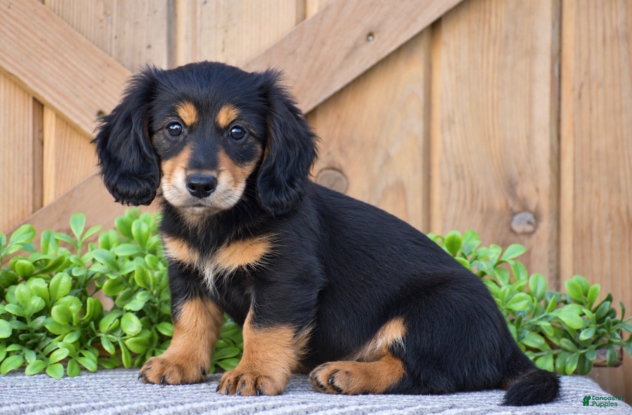 Miniature Dachshund dogs for sale: Ryan - Mini - Ad 1