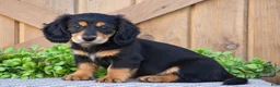 Miniature Dachshund dogs for sale: Ryan - Mini - Ad 1