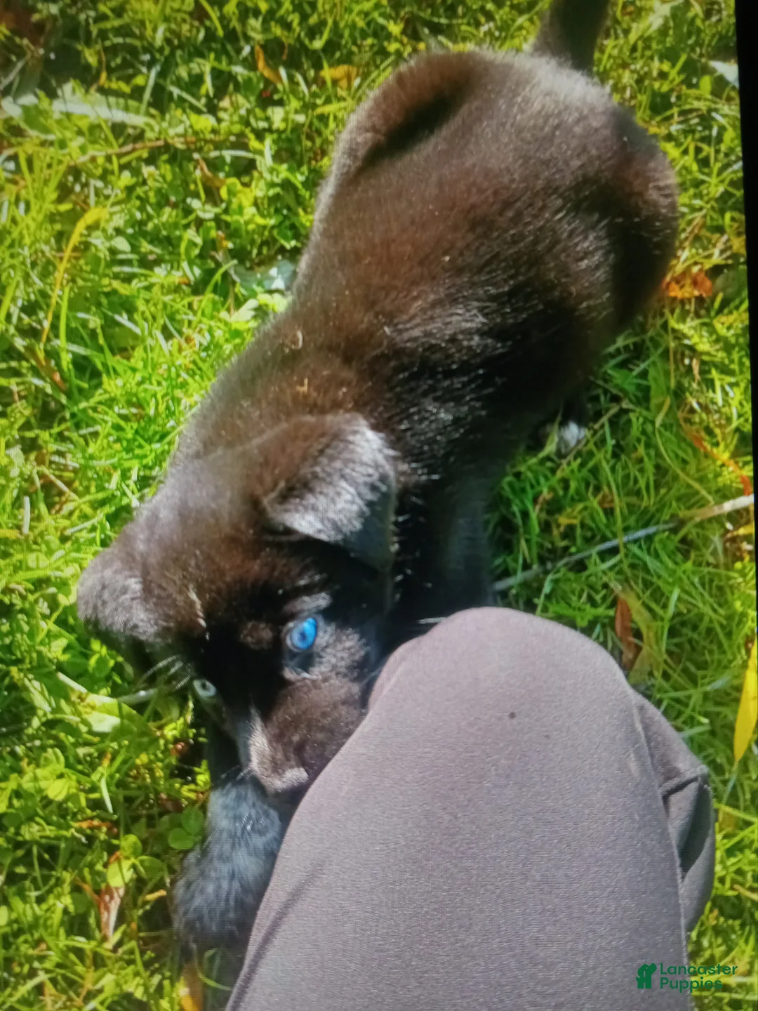 Mixed Breed dogs for sale: Mixed Breed 2 - Ad 1