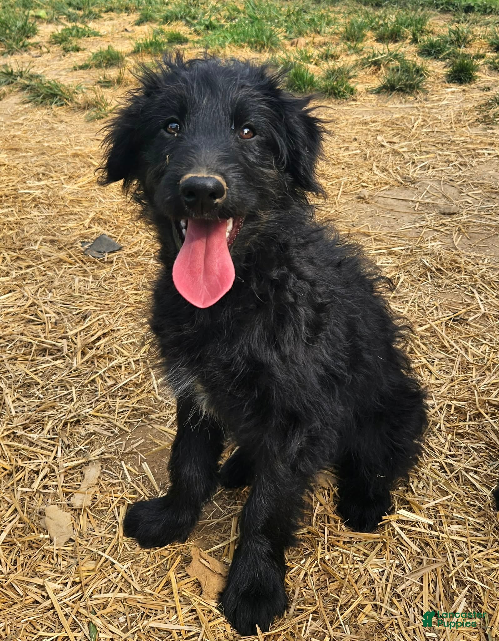 Bordoodle dogs Falcor - Ad 1