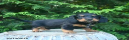 Miniature Dachshund dogs for sale: Felicity - Ad 4