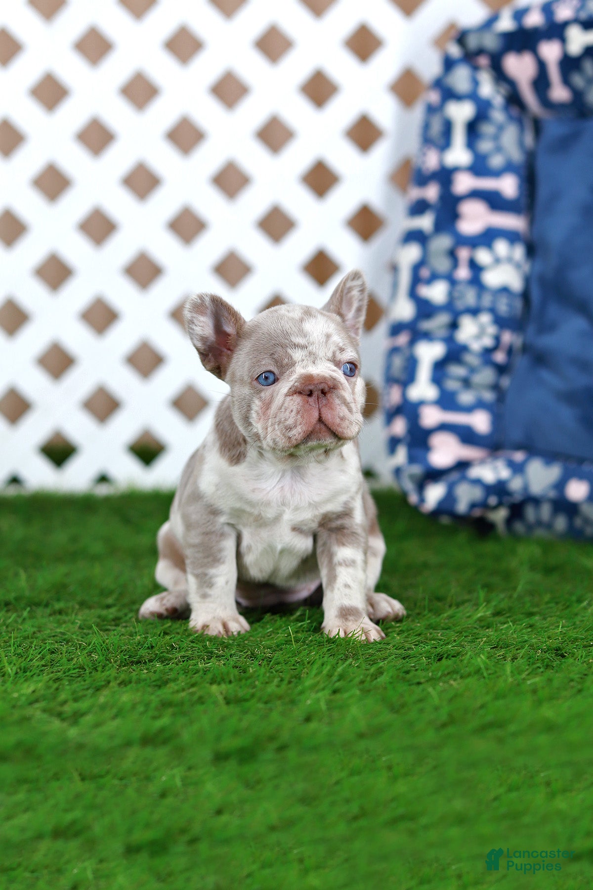 French Bulldog dogs Milena  - Ad 8