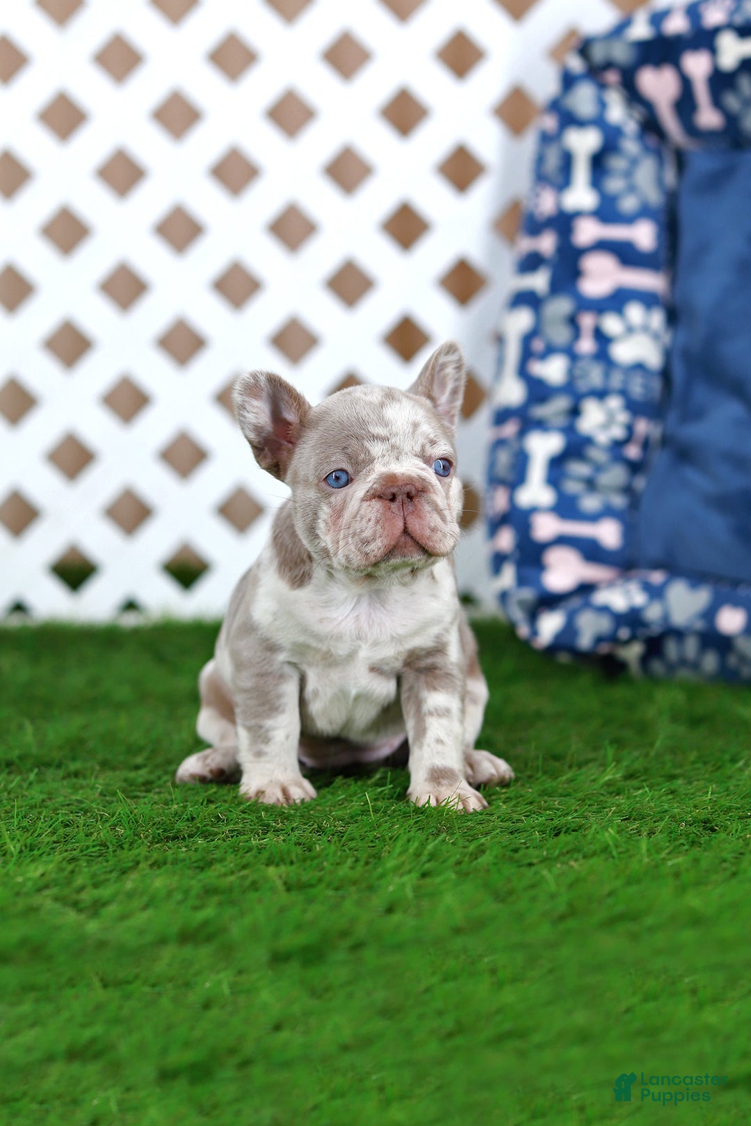 French Bulldog dogs for sale: Milena  - Ad 1
