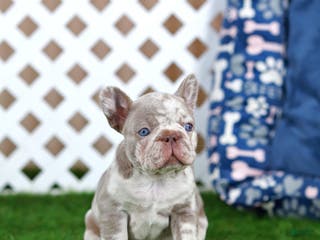 French Bulldog dogs Milena - Ad 17