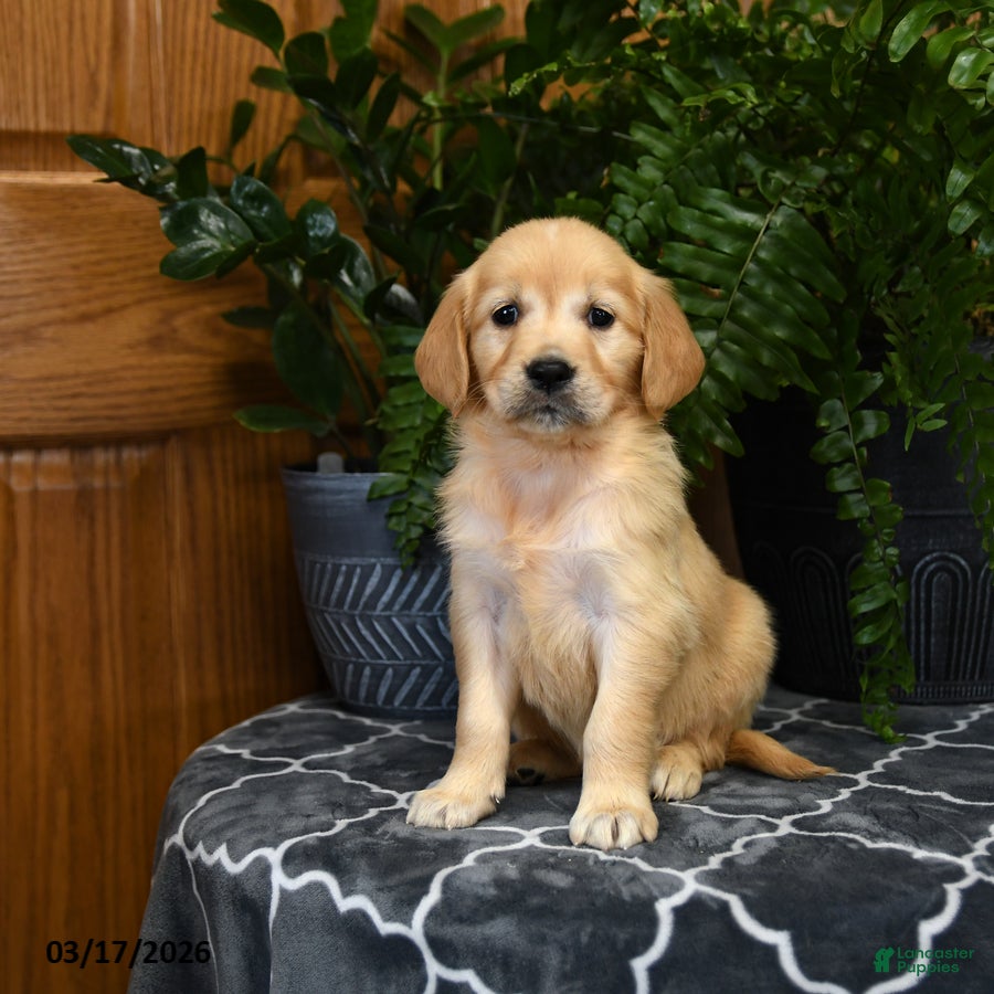 Golden Retriever dogs Hershey - Ad 2