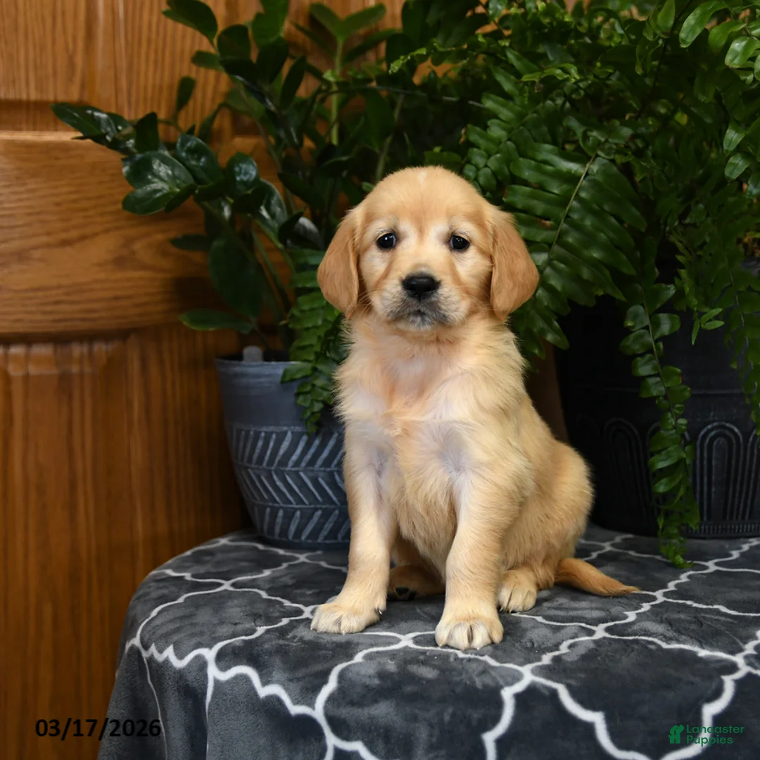 Golden Retriever dogs for sale: Hershey - Ad 2