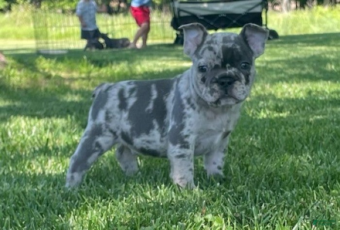 French Bulldog dogs Pumba - Ad 2