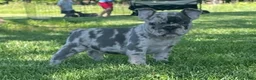 French Bulldog dogs for sale: Pumba - Ad 2