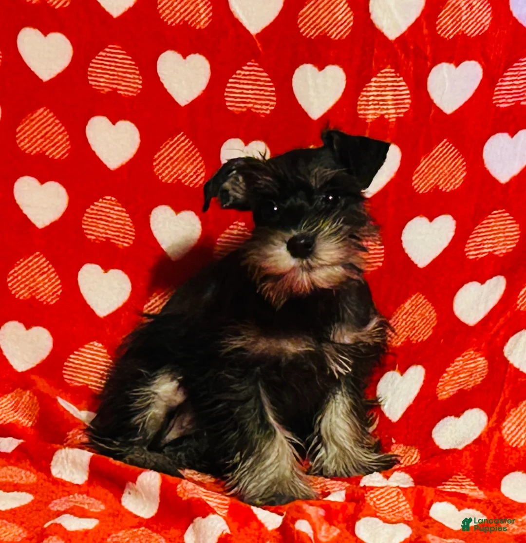 Miniature Schnauzer dogs for sale: Hilda - Ad 2