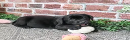 Labrador Retriever dogs for sale: Opal - Ad 4