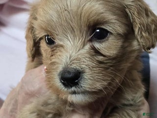 Goldendoodle dogs - Ad 4