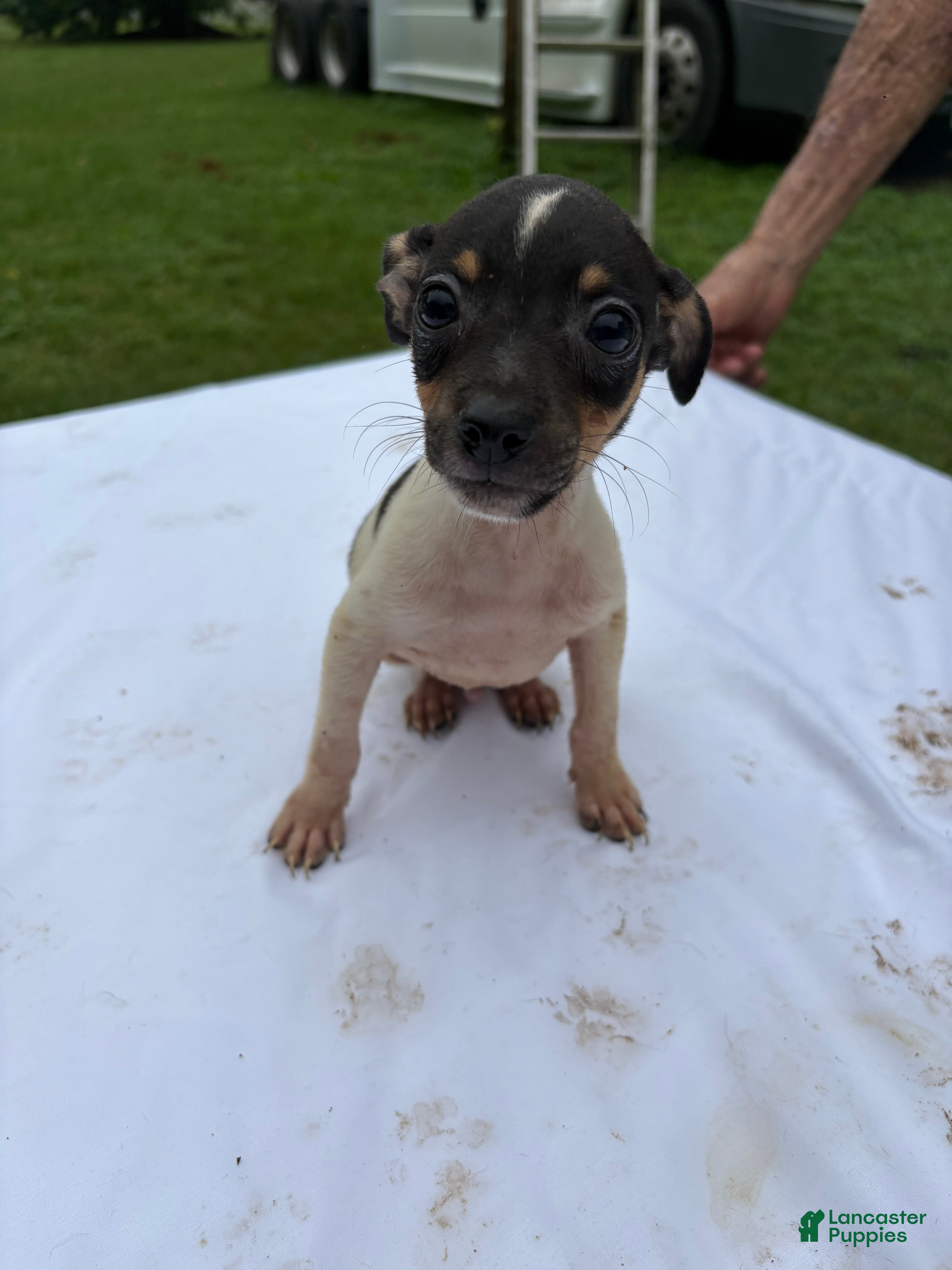 Rat Terrier