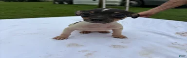 Rat Terrier 4