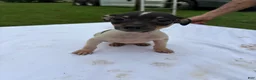 Rat Terrier dogs for sale: Rat Terrier 4 - Ad 1
