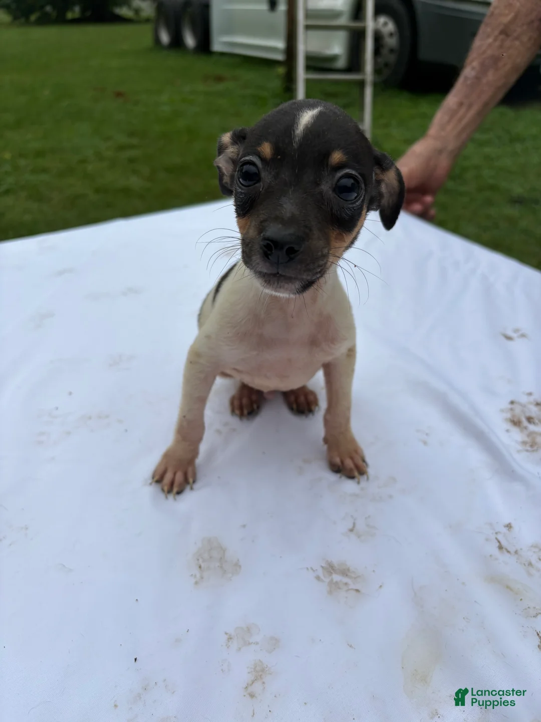 Rat Terrier dogs for sale: Rat Terrier 4 - Ad 1