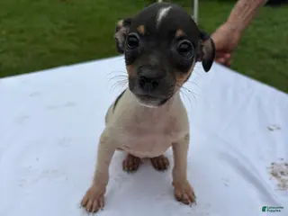Rat Terrier dogs Rat Terrier 4 - Ad 4