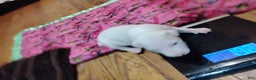 Bull Terrier dogs for sale: Bull Terrier Puppy 5 - Ad 3