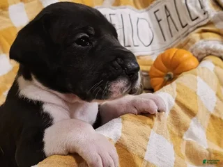 Great Dane dogs Cocoa - Ad 20