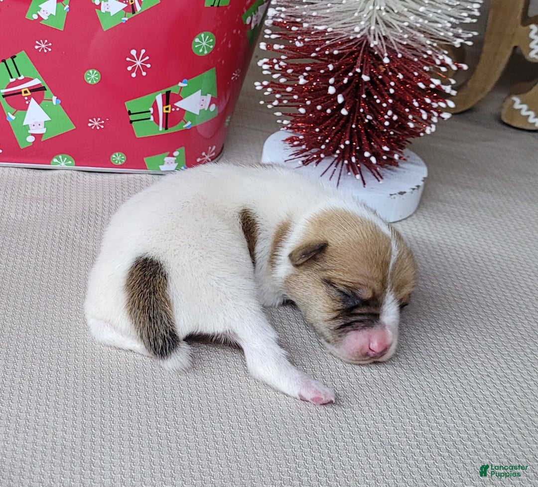 Jack Russell Terrier dogs for sale: Westfork's THORN - Ad 6