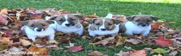 Jack Russell Terrier dogs for sale: Spice - Ad 3