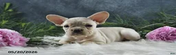 French Bulldog dogs for sale: Jasmine - Ad 9