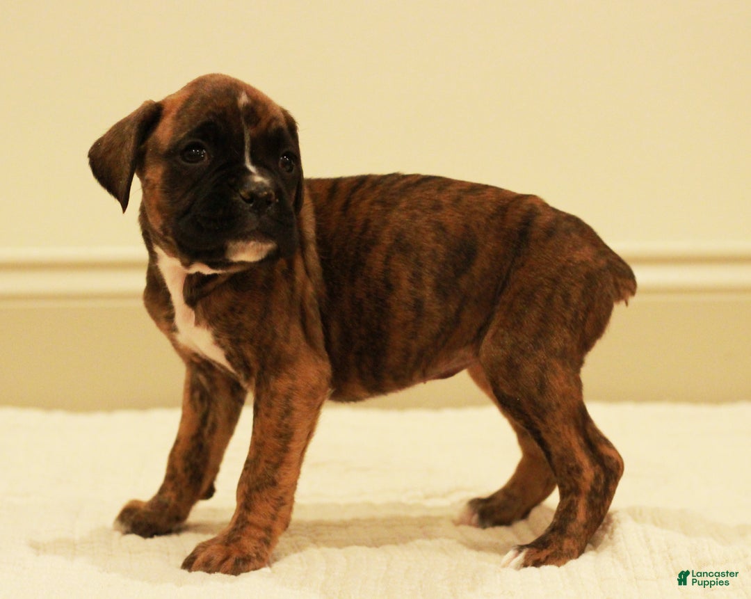 Boxer dogs for sale: Bella - Ad 2