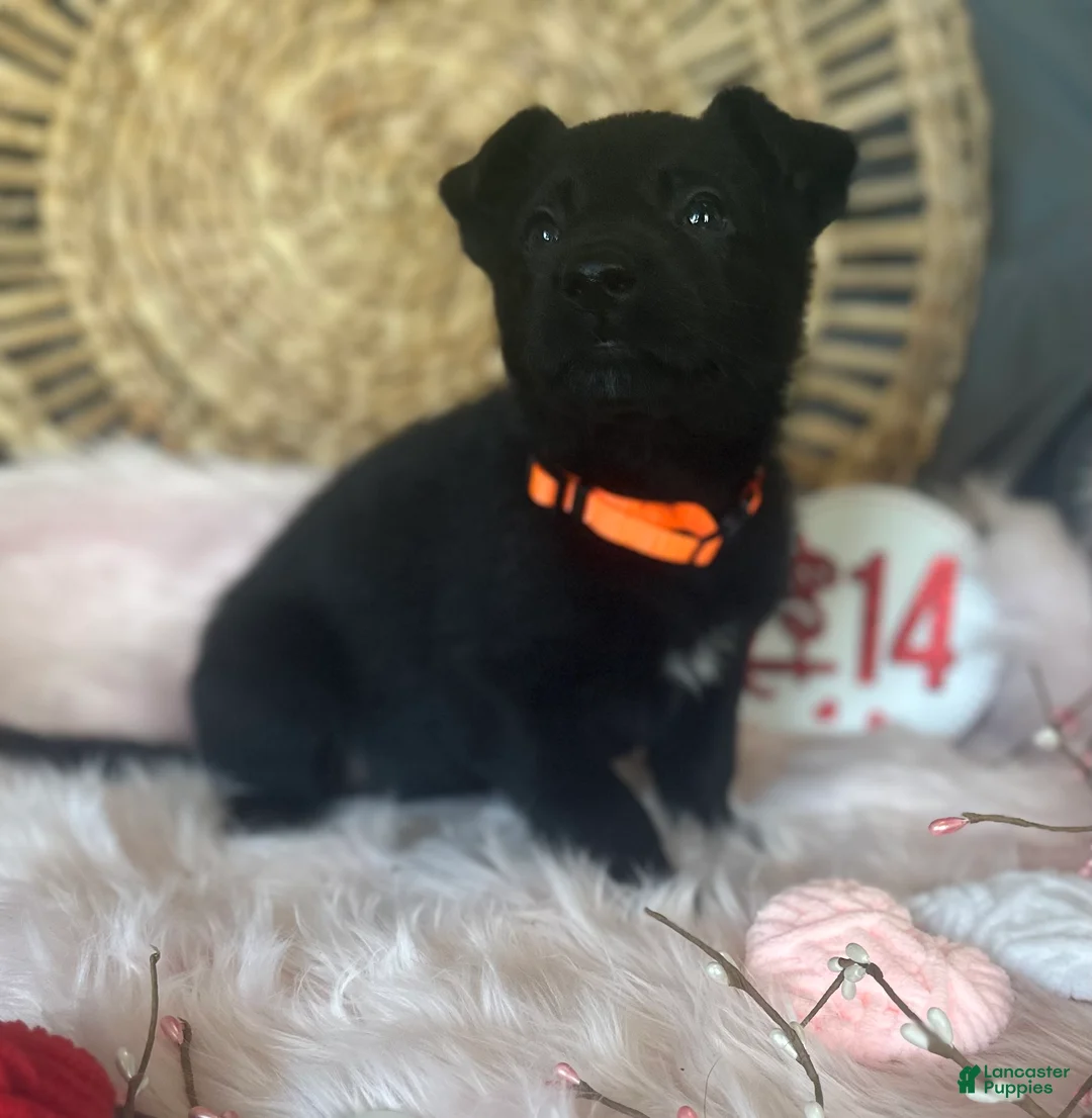 German Shepherd dogs for sale: Dahlia  - Ad 11