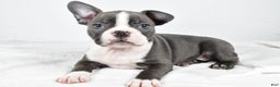 Boston Terrier dogs for sale: Ivory - Ad 5