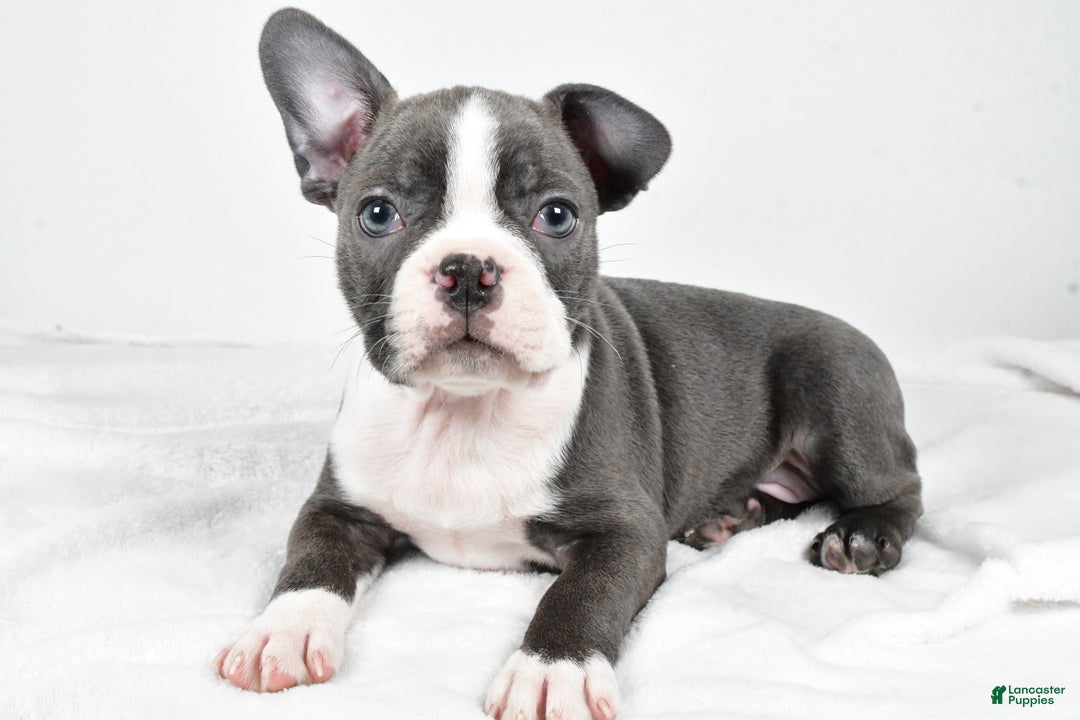 Boston Terrier dogs for sale: Ivory - Ad 5