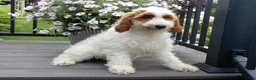 Mini Goldendoodle dogs for sale: Princess-MEDIUM - Ad 5