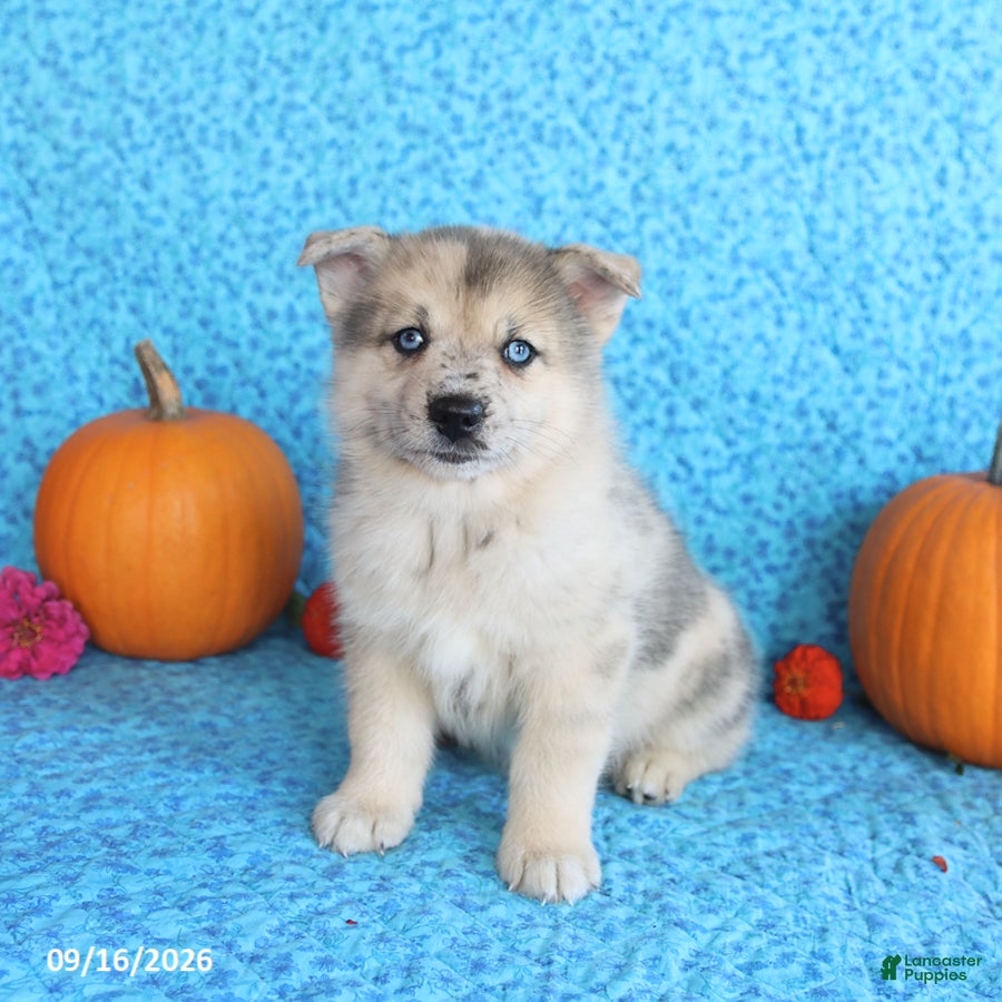 Pomsky dogs Timber - Ad 1
