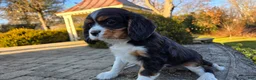Cavalier King Charles Spaniel dogs for sale: Vivian - Ad 22