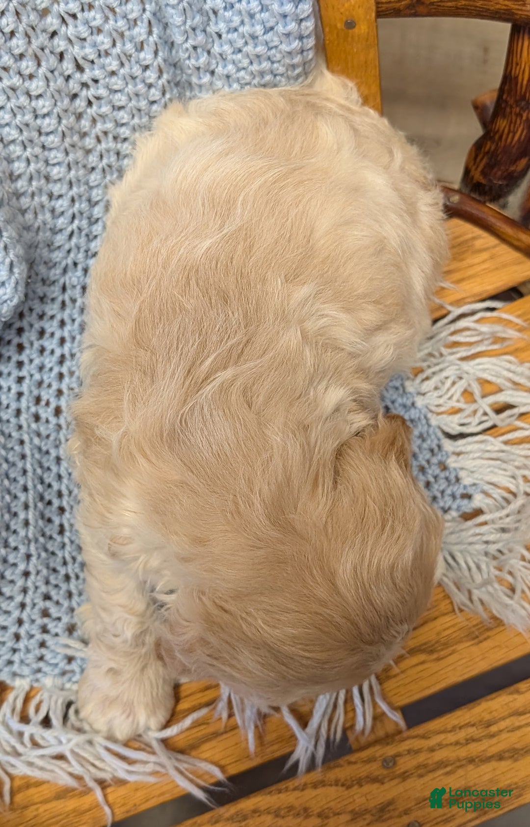 Cockapoo dogs for sale: Prince - Ad 3