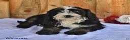 Bernedoodle dogs for sale: Cyrus - Ad 4