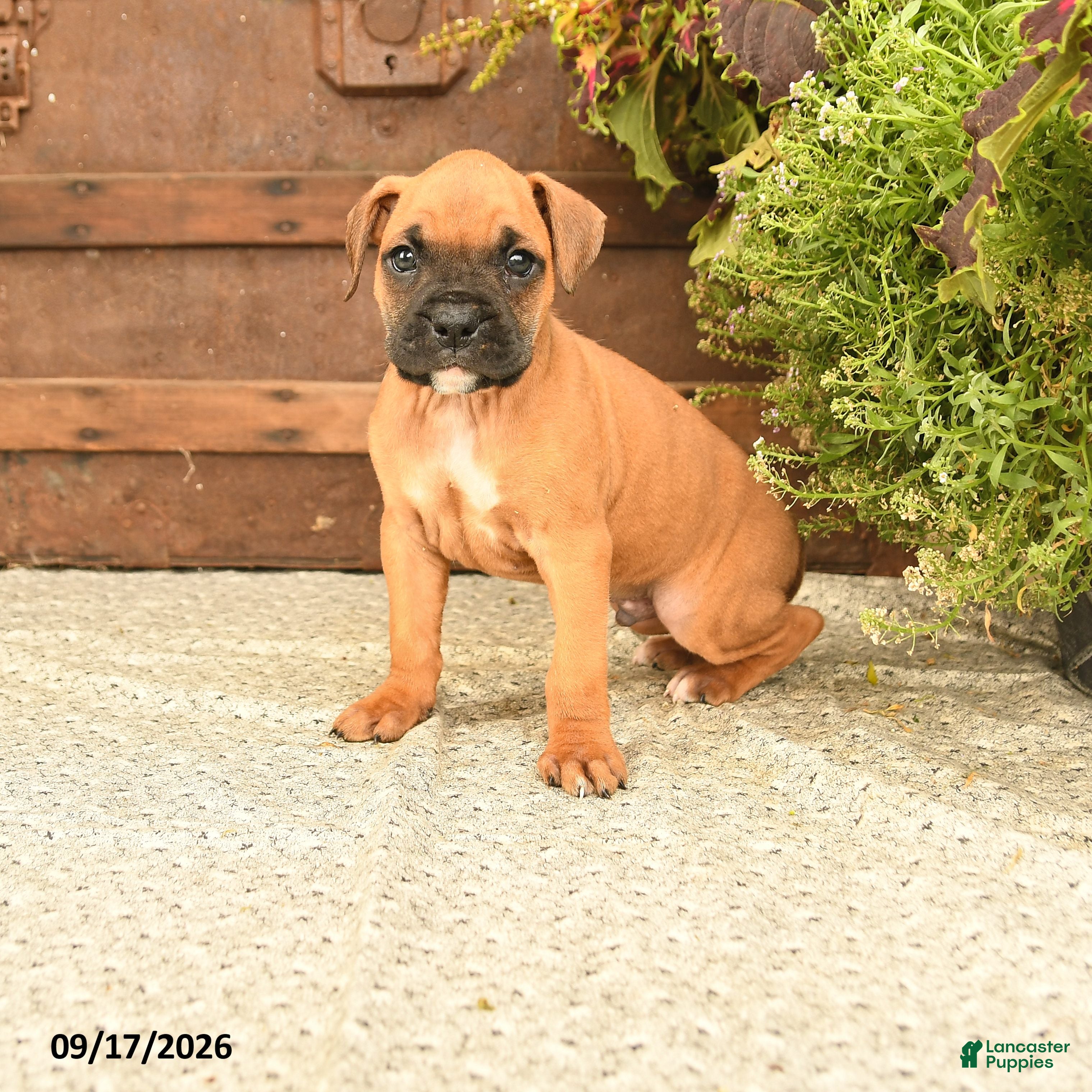 Boxer dogs Bear - Ad 1