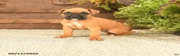 Boxer dogs for sale: Bear - Ad 1