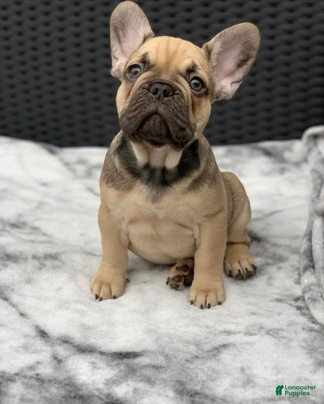 French Bulldog dogs for sale: Malorie ❤️ ~ Dark Fawn Frenchie Pup - Ad 1