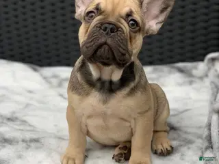 French Bulldog dogs Malorie ❤️ ~ Dark Fawn Frenchie Pup - Ad 38