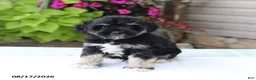 Miniature Schnauzer dogs for sale: Payton - Ad 5