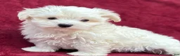 Maltese dogs for sale: Dodge - Ad 3